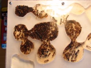 le nid vu de haut : on peut voir des cocons !, [Blog] Les débuts de colonies de myrmica 90