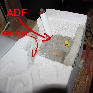 Nid dans Syporex avec ADF intégrée, Sans titre 1.jpg