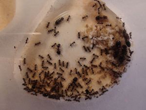 la colonie !, [Blog] Les débuts de colonies de myrmica 90