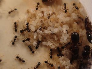 du couvain, [Blog] Les débuts de colonies de myrmica 90