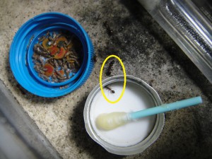 Une ouvrière de première génération et une de la deuxième., [Blog] Manica rubida de Boubou