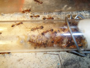 Le couvain., [Blog] Manica rubida de Boubou