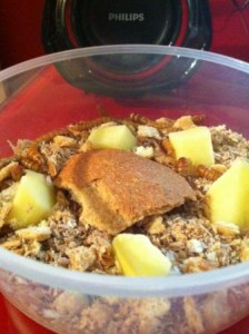 Mon élevage de vers de farine, IMG_0286.JPG