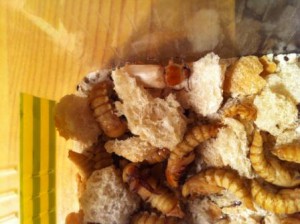 Mon élevage de vers de farine, IMG_0321.JPG