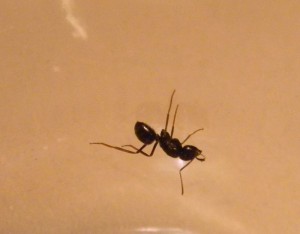 Gyne image 1, [Lasius fuliginosus] Demande d'identification pour une Formica