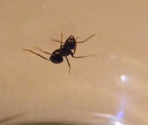 Gyne image 2, [Lasius fuliginosus] Demande d'identification pour une Formica