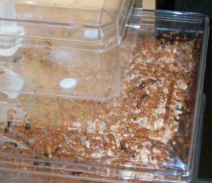 **Fin**[Blog] Camponotus maculatus, CamponotusMaculatus100001.jpg