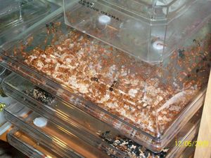 **Fin**[Blog] Camponotus maculatus, CamponotusMaculatus100002.jpg