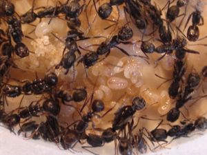 de grosses larves, [Blog] Les débuts de colonies de myrmica 90