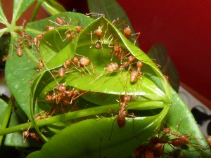 Oeco, Les colonies de tibo22