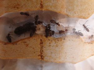 une vue du couvain, [Blog] Les débuts de colonies de myrmica 90