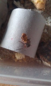 Mon élevage de vers de farine, IMAG0124.jpg