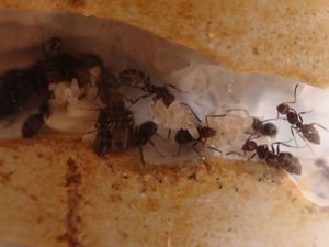 une vue de plus près avec la reine en haut à gauche !!, [Blog] Les débuts de colonies de myrmica 90