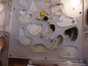 le nid, [Blog] Les débuts de colonies de myrmica 90