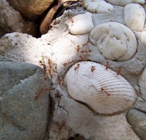 on se bronze au soleil les filles =D, Voyage au pays des fourmis, La Thaïlande