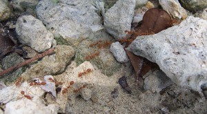 j'ai flairé quelque chose, par là !, Voyage au pays des fourmis, La Thaïlande