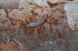 Y'en aura pour tout le monde !, Voyage au pays des fourmis, La Thaïlande