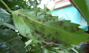 &quot;Tu bouges, je te pique à l'acide&quot;, Voyage au pays des fourmis, La Thaïlande