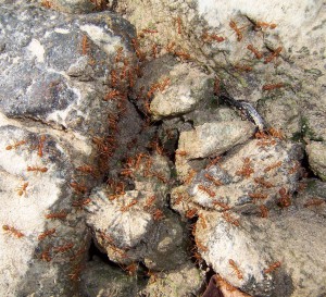 nid ?, Voyage au pays des fourmis, La Thaïlande