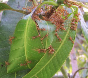 on se tient les coudes les filles !, Voyage au pays des fourmis, La Thaïlande