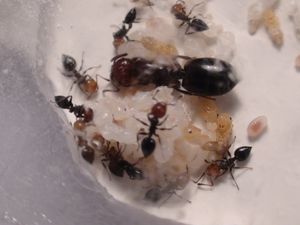 on peut voir les jeunes ouvrières, [Blog] Les débuts de colonies de myrmica 90