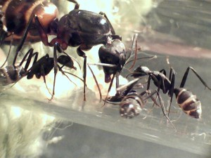 Mes colonies (Yori), 018.jpg