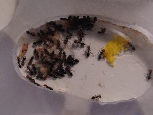 de haut, [Blog] Les débuts de colonies de myrmica 90