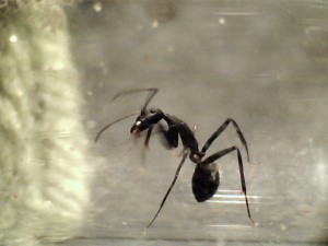 Mes colonies (Yori), 0022.jpg