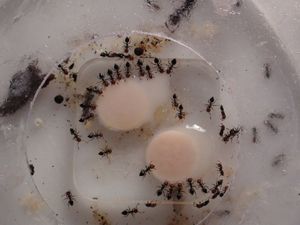 de haut, [Blog] Les débuts de colonies de myrmica 90
