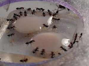 une jolie photo, [Blog] Les débuts de colonies de myrmica 90