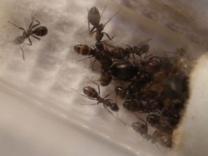 une reine et les gastres bien remplis des ouvrières !!, [Blog] Les débuts de colonies de myrmica 90