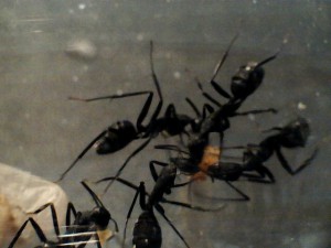 Mes colonies (Yori), 0028.jpg