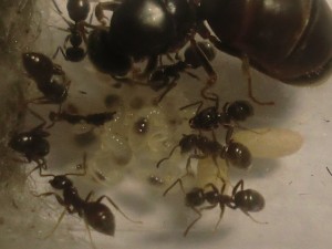 Couvain :), [Blog] Les Lasius niger d'Arthur (Thu-thur)