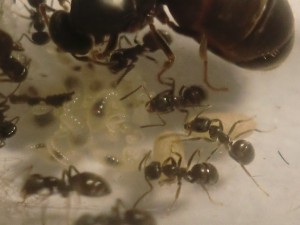 Couvain :), [Blog] Les Lasius niger d'Arthur (Thu-thur)