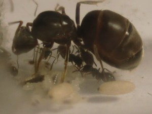 Maman !!! :D, [Blog] Les Lasius niger d'Arthur (Thu-thur)
