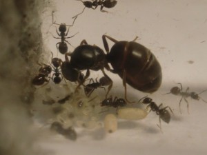 Famille Pépette, [Blog] Les Lasius niger d'Arthur (Thu-thur)