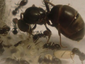 Gros plan sur Pépette et companie ;), [Blog] Les Lasius niger d'Arthur (Thu-thur)