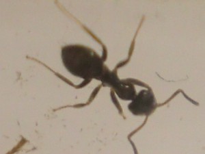 Une ouvrière ;), [Blog] Les Lasius niger d'Arthur (Thu-thur)