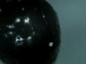 L'objet en question sur le dessous de son gaste., Mes colonies (Yori)