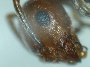 Mes colonies (Yori), 020.jpg