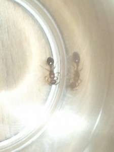Cette photo est la plus fidèle au niveau des couleurs..., [Myrmica] Petite gyne ou grosse ouvrière ?