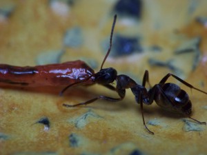 Chez les Formica, Les vers de vase rouges, une nourriture hyper-protéinée !