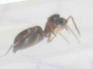 Une araignée myrmécomorphe à la maison, spider1.JPG