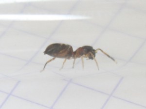 Une araignée myrmécomorphe à la maison, spider2.JPG