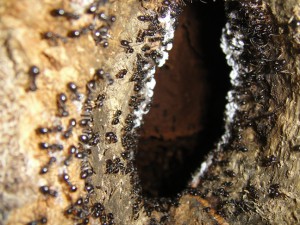 cochenilles?, Lasius fuliginosus