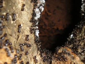 cochenilles?, Lasius fuliginosus