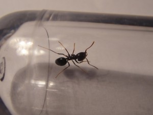 Lasius fuliginosus, DSC01503.jpg