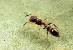 Une araignée myrmécomorphe à la maison, 1016259297_AkRR8-L-1.jpg