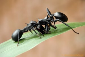 Une araignée myrmécomorphe à la maison, 1175873810_7MrGx-L-1.jpg