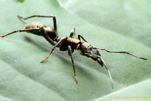 Une araignée myrmécomorphe à la maison, 1191948137_F4jHC-L-1.jpg
